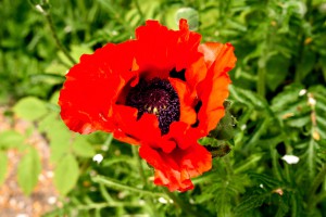 Rote Blüte Rote Blüte