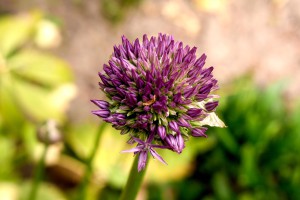 Blüte Blüte