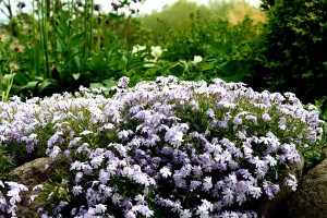 Blüten Blüten