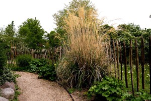 Grasbusch Grasbusch