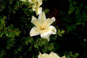 Weiße Blüte Weiße Blüte